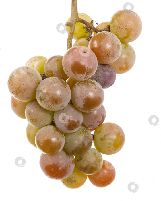 Скачать гроздь спелого винограда, выделенная на белом фоне фотосток Ozero