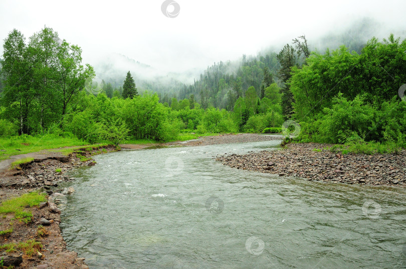 Скачать Небольшая горная речка в скалистых берегах течет по утреннему лесу, покрытому туманом после дождя. фотосток Ozero