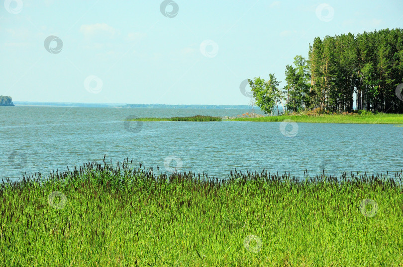 Скачать Взгляд сквозь заросли камыша на залив большого озера с хвойным лесом на краю. фотосток Ozero