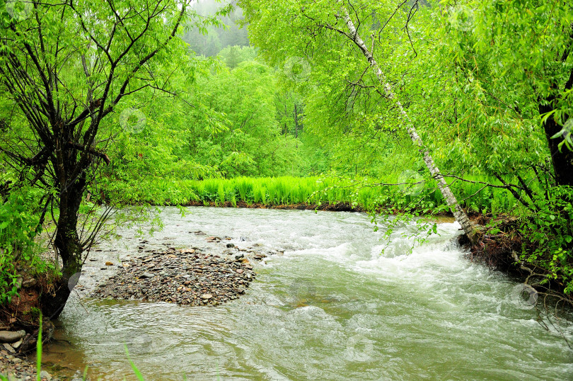 Скачать Быстрый поток бурной неглубокой реки течет по утреннему летнему лесу после дождя. фотосток Ozero