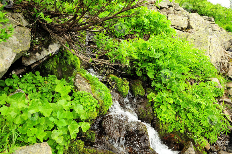 Скачать Бурный поток небольшого горного ручья стекает с камней, огибая сухие кусты. фотосток Ozero