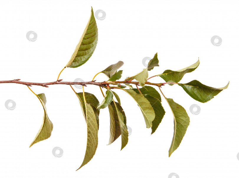 Скачать ветка вишневого дерева с листьями, выделенными на белом фоне фотосток Ozero