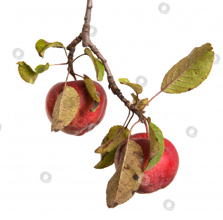 Скачать спелые яблоки на ветке, выделенные на белом фоне фотосток Ozero