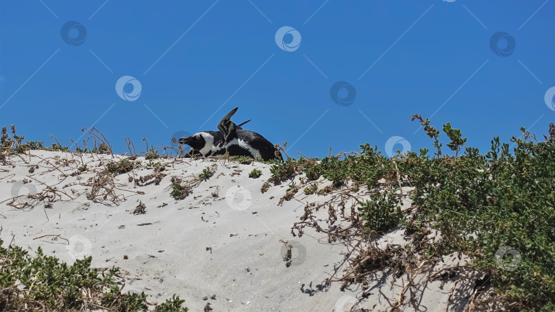 Скачать Африканские пингвины лежат на песчаном холме на фоне голубого неба. Крылья приподняты. фотосток Ozero