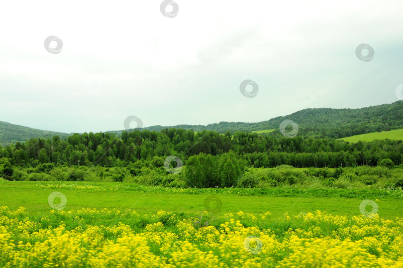 Скачать Край рапсового поля у подножия высокого холма. фотосток Ozero