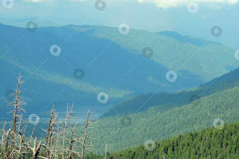 Скачать Взгляд сквозь стволы сухих сосен на озеро вдалеке, лежащее между высокими горами, поросшими хвойными лесами. фотосток Ozero