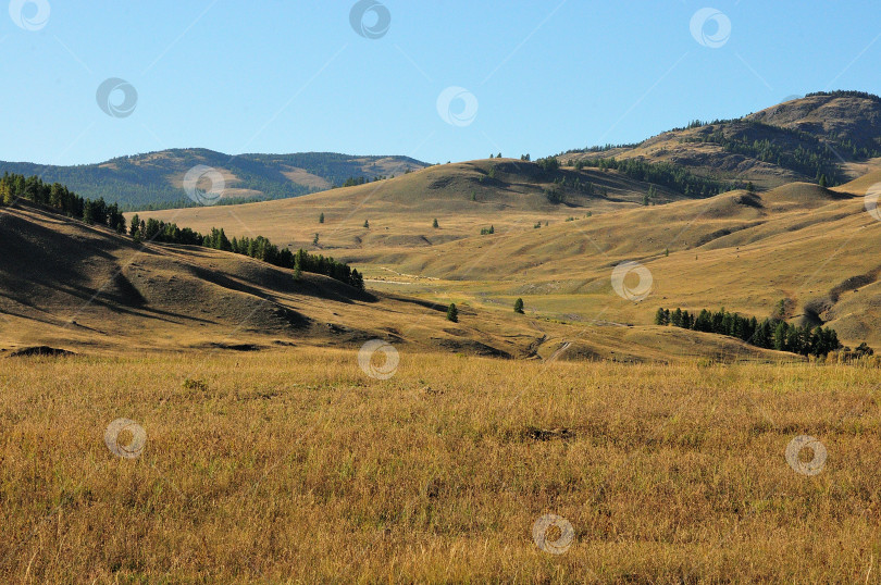 Скачать Высокие холмы с соснами, растущими на их пологих склонах теплым летним вечером. фотосток Ozero