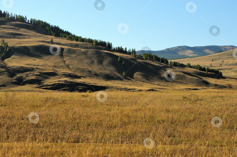 Скачать Склон высокого холма, поросшего хвойными деревьями, в осенней холмистой степи. фотосток Ozero
