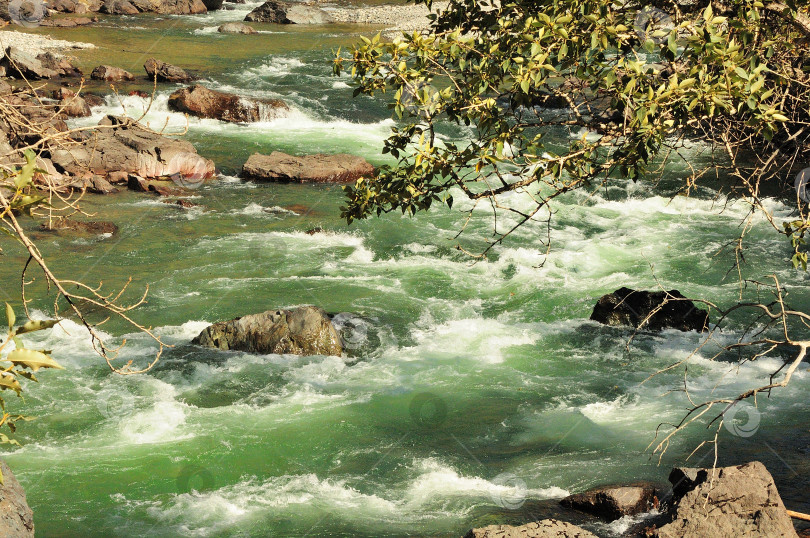 Скачать Взгляд сквозь ветви деревьев на бурлящий поток могучей горной реки, текущей по каменному руслу. фотосток Ozero