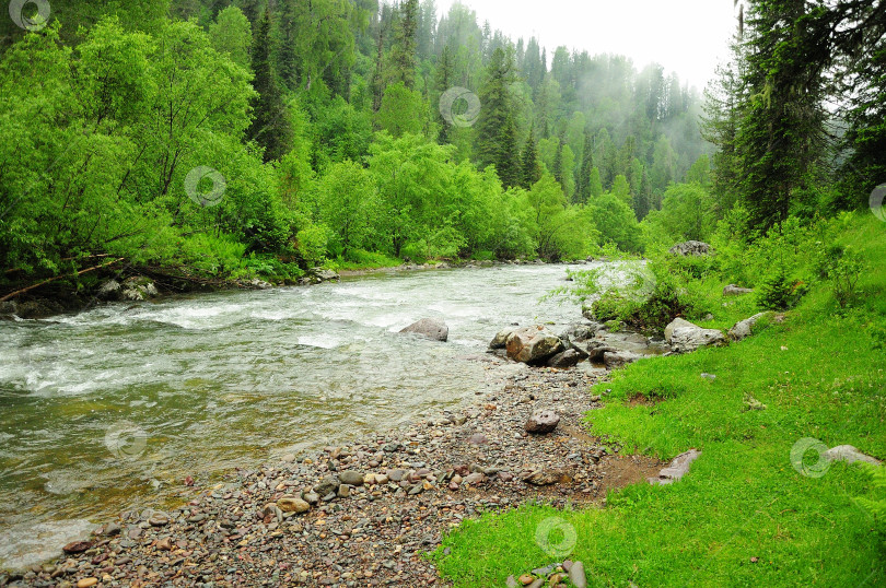 Скачать Небольшая бурная речка, текущая с гор через утренний летний лес после дождя. фотосток Ozero