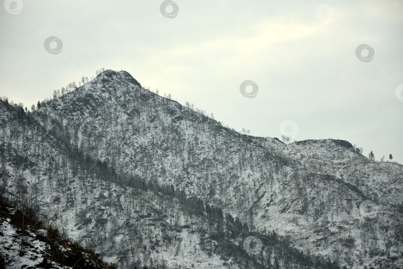 Скачать Заснеженные гребни горного хребта поросли редким хвойным лесом. фотосток Ozero