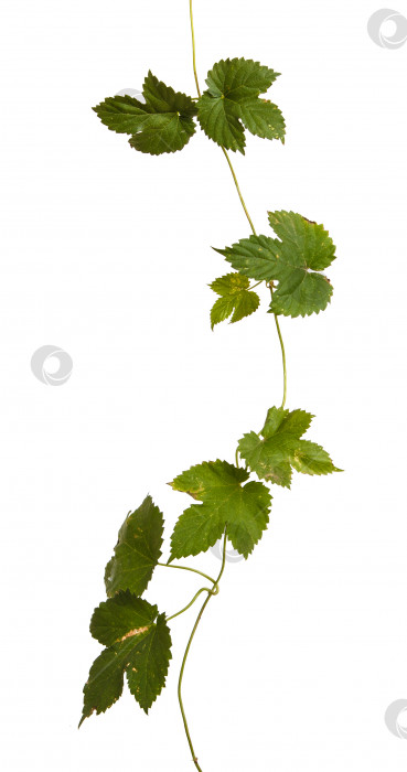 Скачать листья хмеля, выделенные на белом фоне фотосток Ozero