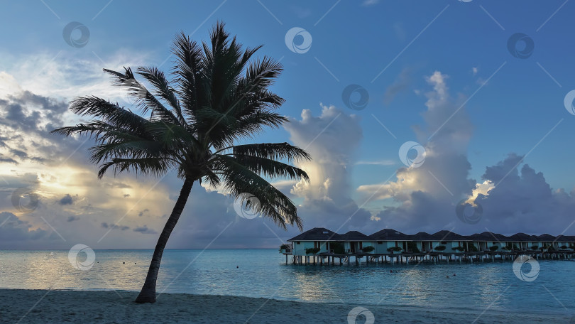 Скачать Тихое, умиротворенное утро на Мальдивах. Пальма склонилась над аквамариновым океаном. фотосток Ozero