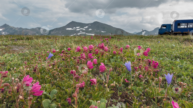 Скачать На альпийских лугах, среди зеленой травы, цветут розовые камчатские рододендроны и пурпурные колокольчики. фотосток Ozero