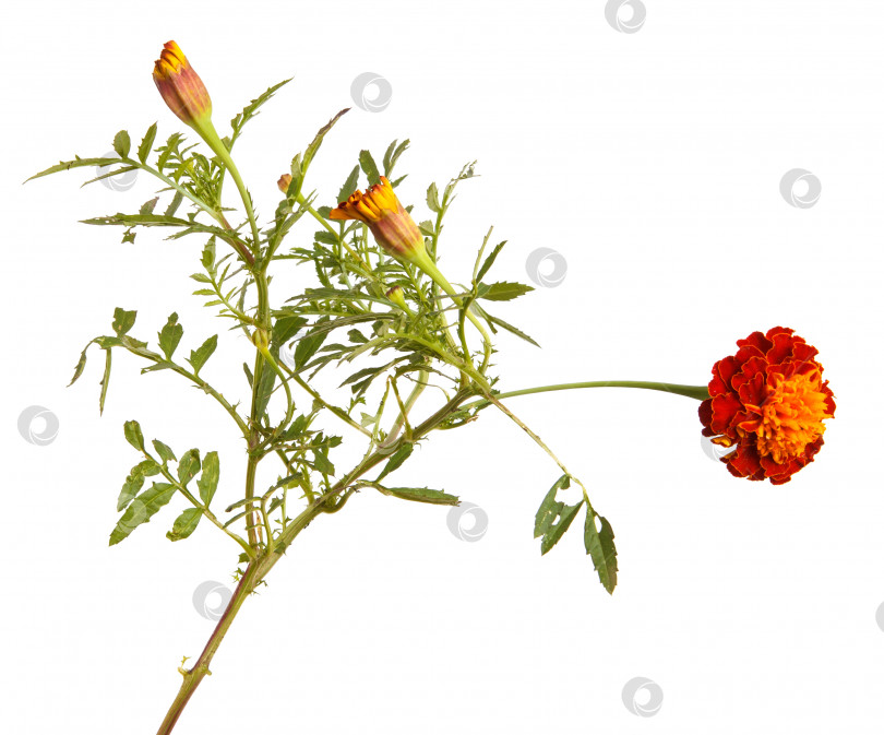 Скачать цветок календулы, выделенный на белом фоне фотосток Ozero