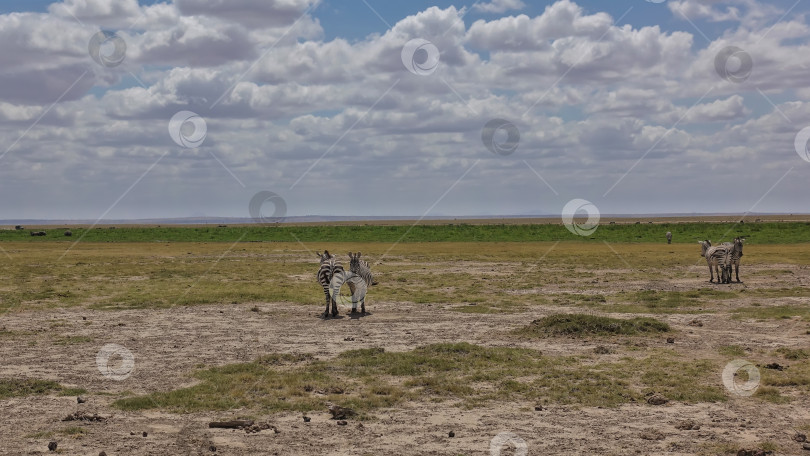 Скачать Зебры стоят бок о бок в бескрайней африканской саванне. фотосток Ozero