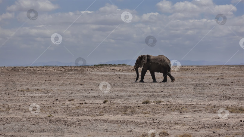Скачать Одинокий слон бродит по бескрайней африканской саванне. фотосток Ozero