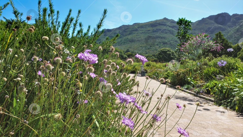 Скачать Цветы скабиозы растут в ботаническом саду на обочине дорожки. фотосток Ozero