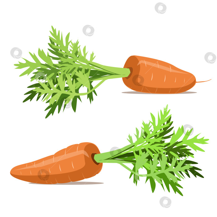 Скачать Вкусная спелая морковь с листьями фотосток Ozero