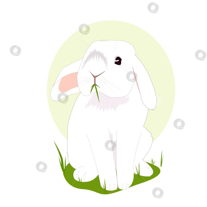 Скачать Белый кролик на траве фотосток Ozero