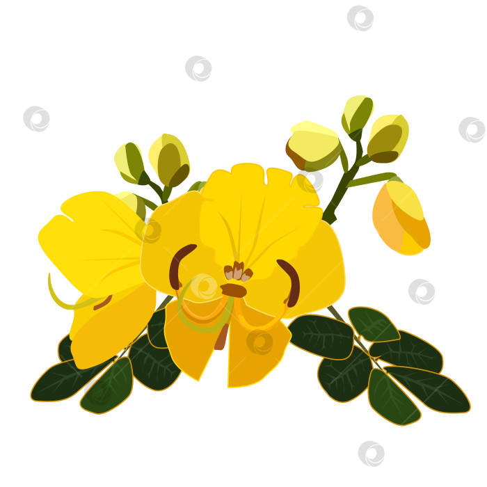 Скачать Цветок представляет собой красивую желтую кассию фистулу. Растения и растительный мир. Векторная плоская иллюстрация фотосток Ozero