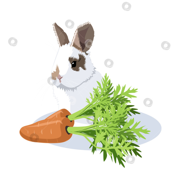 Скачать Кролик с морковью фотосток Ozero