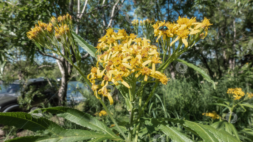 Скачать Сенецио сарраценикус крупным планом. Травянистое растение на длинном стебле со множеством ярко-желтых цветков. фотосток Ozero
