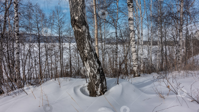 Скачать Зимняя березовая роща. Белые стволы и голые ветви на фоне голубого неба. фотосток Ozero