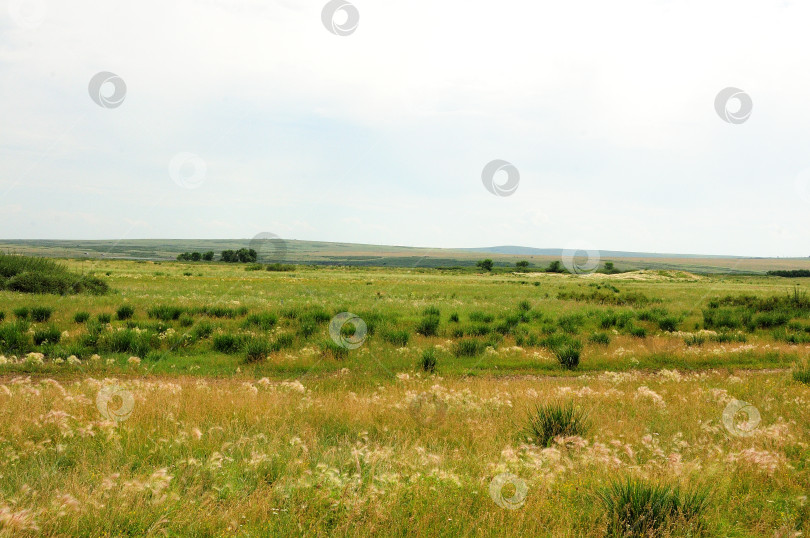 Скачать Широкое поле с растущим овсом в бескрайней степи на опушке леса. фотосток Ozero