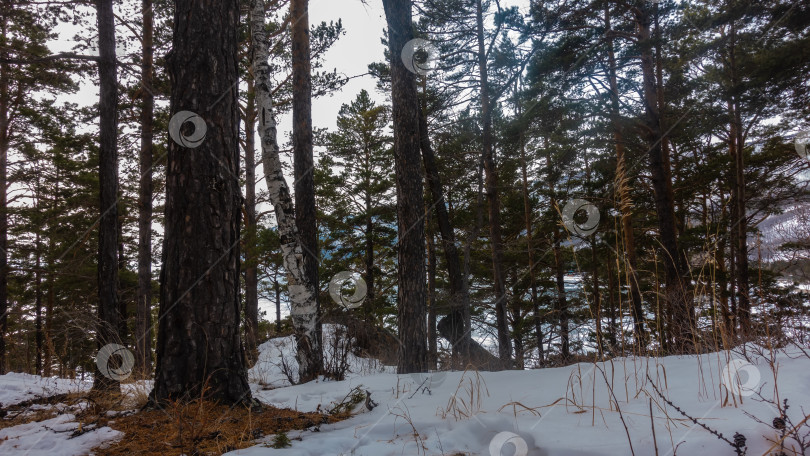 Скачать Хвойные и лиственные деревья в зимнем лесу фотосток Ozero