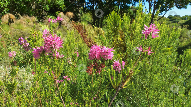 Скачать Вечнозеленый декоративный кустарник Erica pink цветет среди зеленой травы. фотосток Ozero