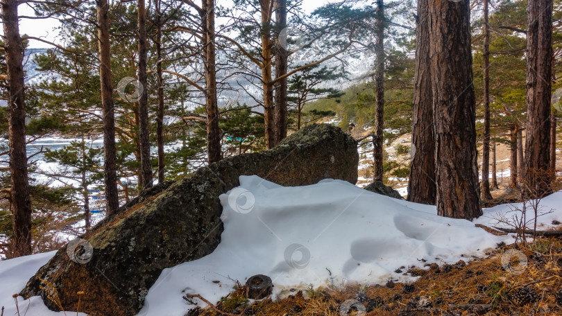 Скачать Зимний хвойный лес.  На переднем плане - живописный валун, окруженный сугробами. фотосток Ozero