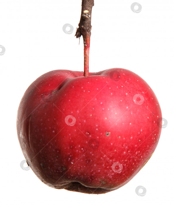 Скачать спелое яблоко, выделенное на белом фоне фотосток Ozero