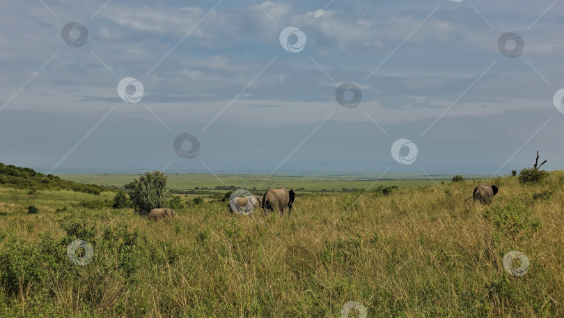 Скачать Семейство слонов прогуливается по бескрайней африканской саванне среди высокой пожелтевшей травы. фотосток Ozero