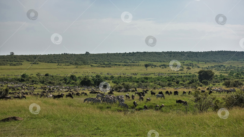 Скачать Бесчисленные стада травоядных животных в африканской саванне. Антилопы гну и зебры пасутся на зеленой траве. фотосток Ozero