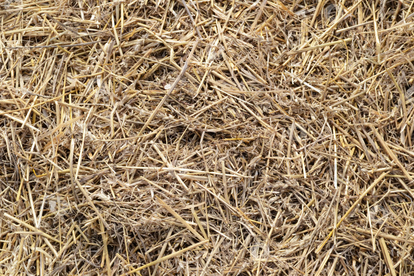 Скачать текстура соломенного фона, сухая трава, высушенная солома после сбора урожая, фотосток Ozero