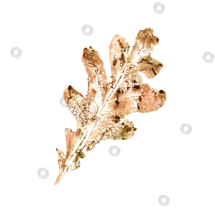 Скачать Отпечаток осеннего дубового листа, выделенный на белом фоне. Ботаническая акварельная иллюстрация силуэта осенней листвы для текстуры, плакатов, рамки, элемента дизайна фотосток Ozero