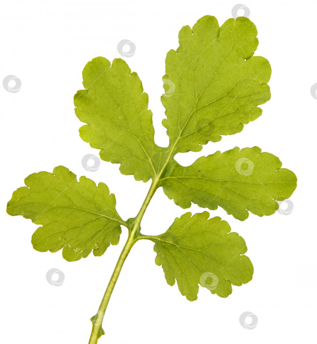 Скачать Зеленый лист большого чистотела, выделенный на белом фотосток Ozero