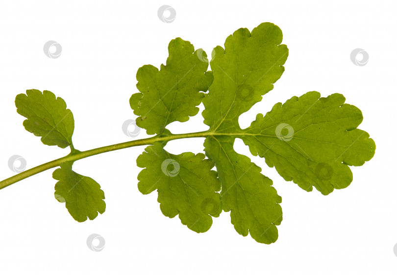 Скачать Зеленый лист большого чистотела, выделенный на белом фотосток Ozero