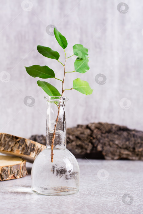 Скачать Ветка с листьями в бутылке из воды и натуральных материалов. C фотосток Ozero