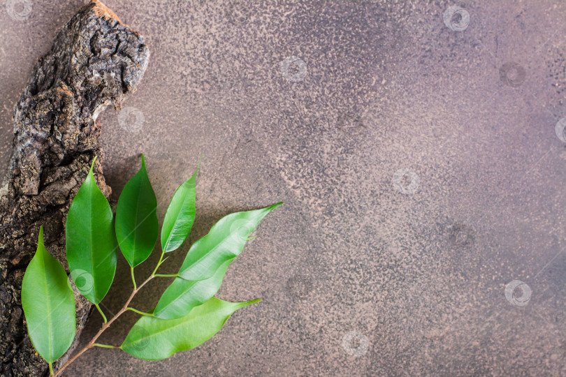 Скачать Экологически чистый природный фон из коры и веток с листьями фотосток Ozero