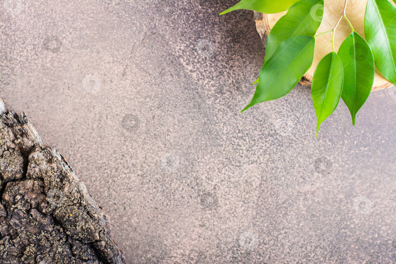 Скачать Экологически чистый природный фон из листьев на срезе дерева фотосток Ozero