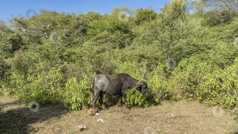 Скачать Черный буйвол пасется в джунглях. Вокруг его шеи обвязана веревка. фотосток Ozero