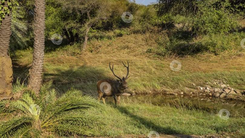 Скачать Красивый индийский олень самбар с длинными рогами стоит на берегу ручья фотосток Ozero