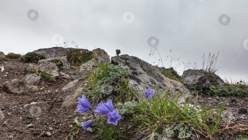 Скачать Ярко-пурпурные колокольчики распускаются на каменистом холме. Камчатка фотосток Ozero