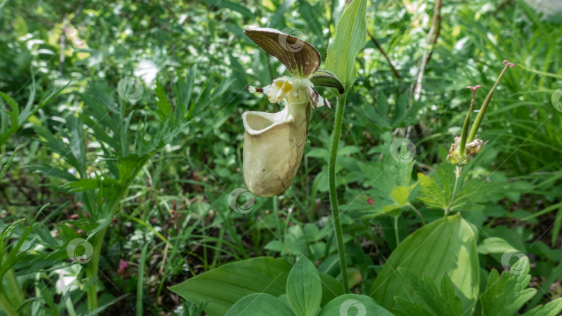 Скачать Ятабе венерин башмачок растет в лесу среди зеленой травы. фотосток Ozero