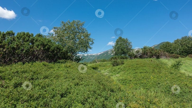 Скачать На лугу растет сочная зеленая трава, кустарники и деревья. фотосток Ozero