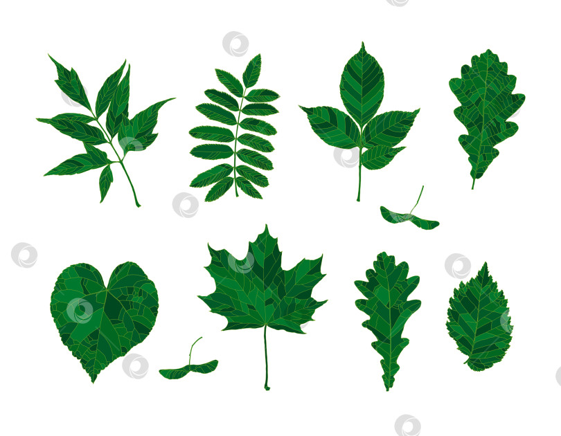 Скачать Набор нарисованных от руки зеленых силуэтов лесных листьев фотосток Ozero