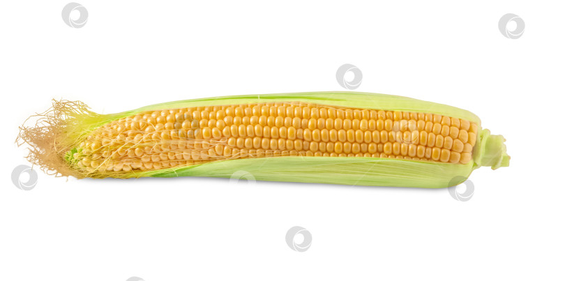 Скачать Спелый кукурузный початок, выделенный на белом фоне. фотосток Ozero