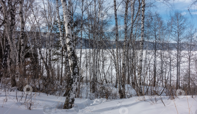Скачать Зимняя березовая роща. Белые стволы и голые ветви на фоне голубого неба и горного хребта. фотосток Ozero